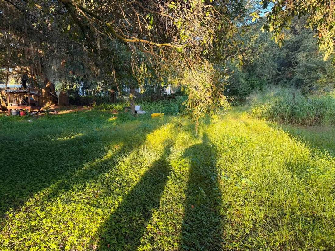 Before: thick overgrowth under shade trees