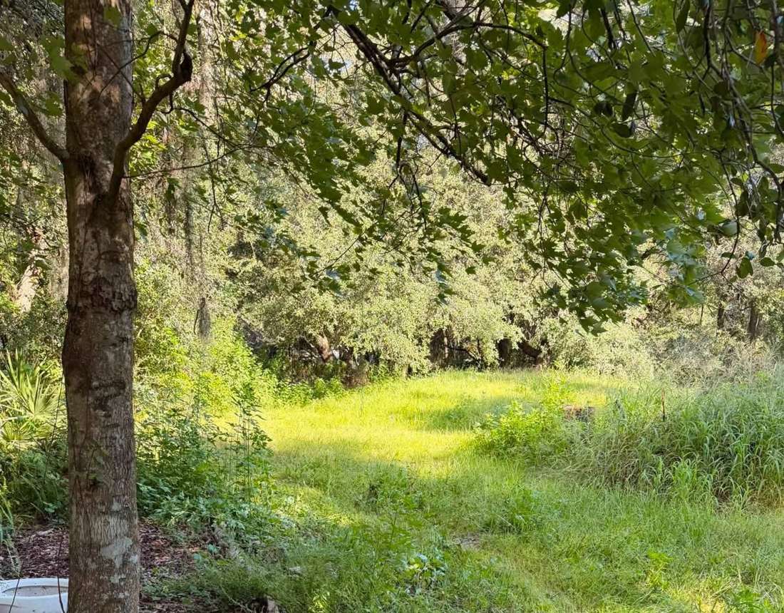 Before: tall weeds and grass under trees